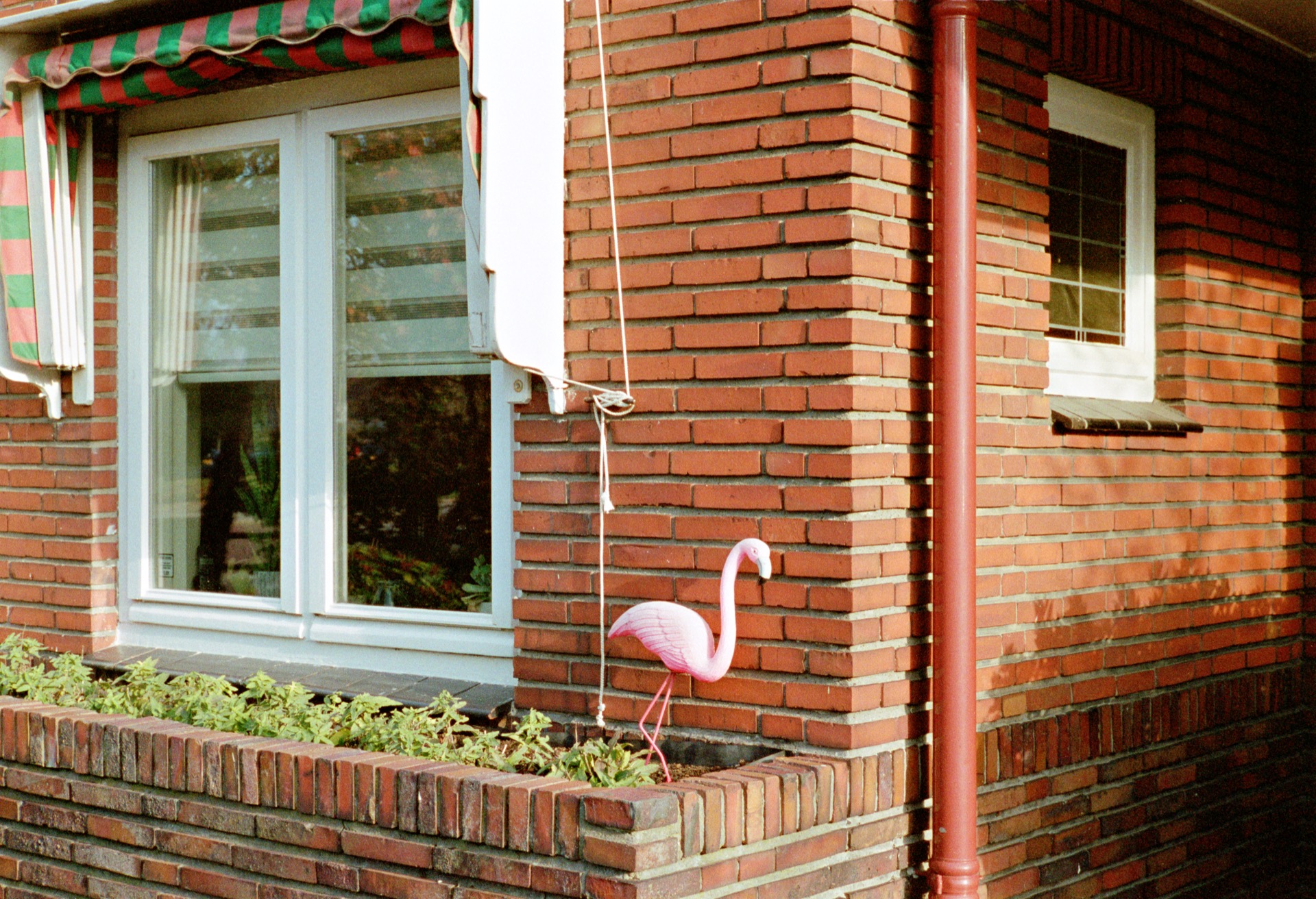 Flamingo