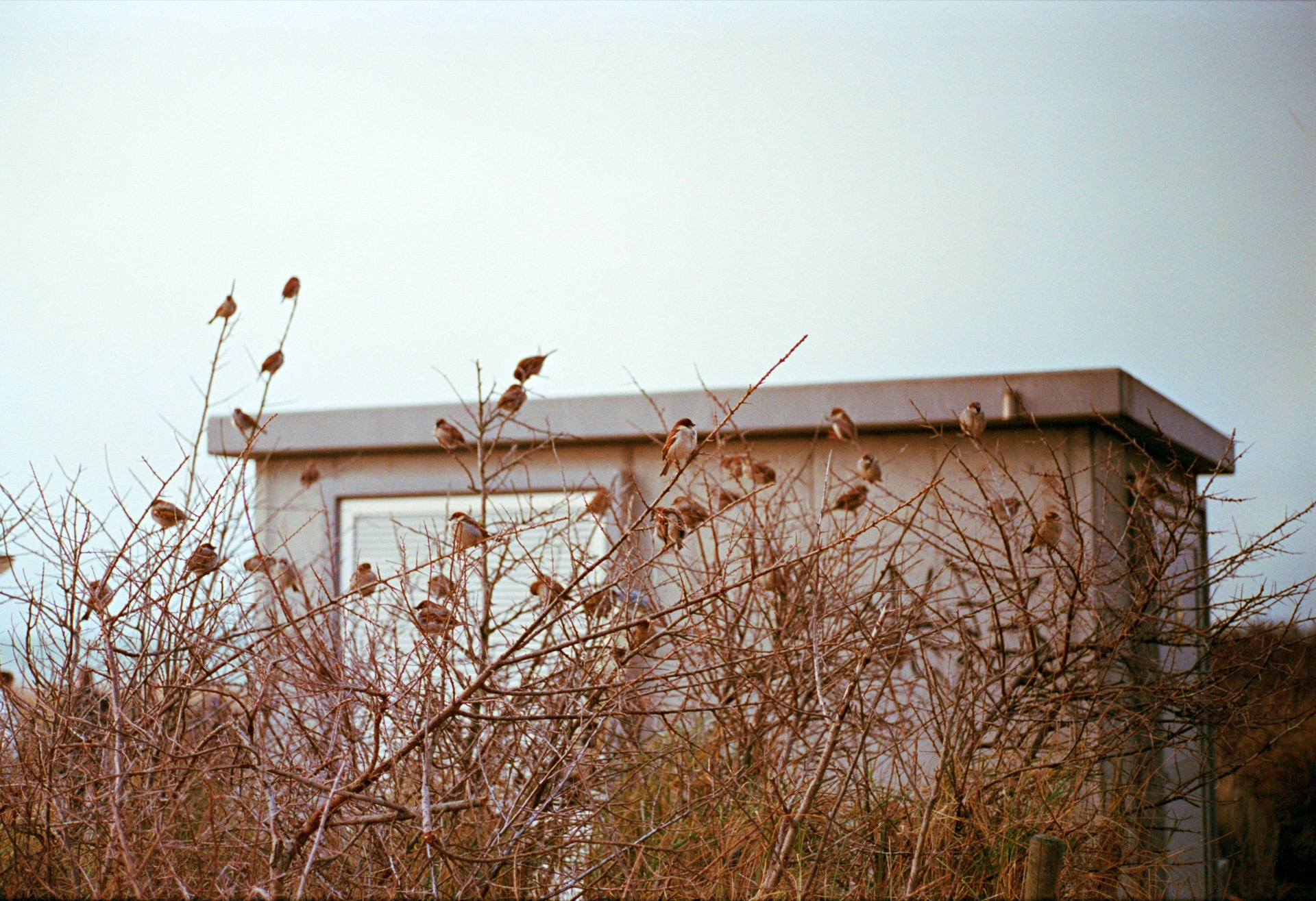 Birds