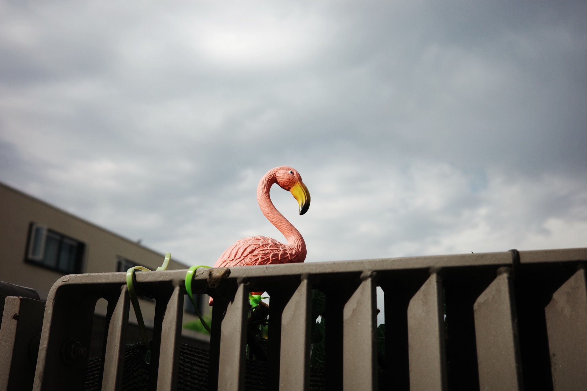 Mini Flamingo