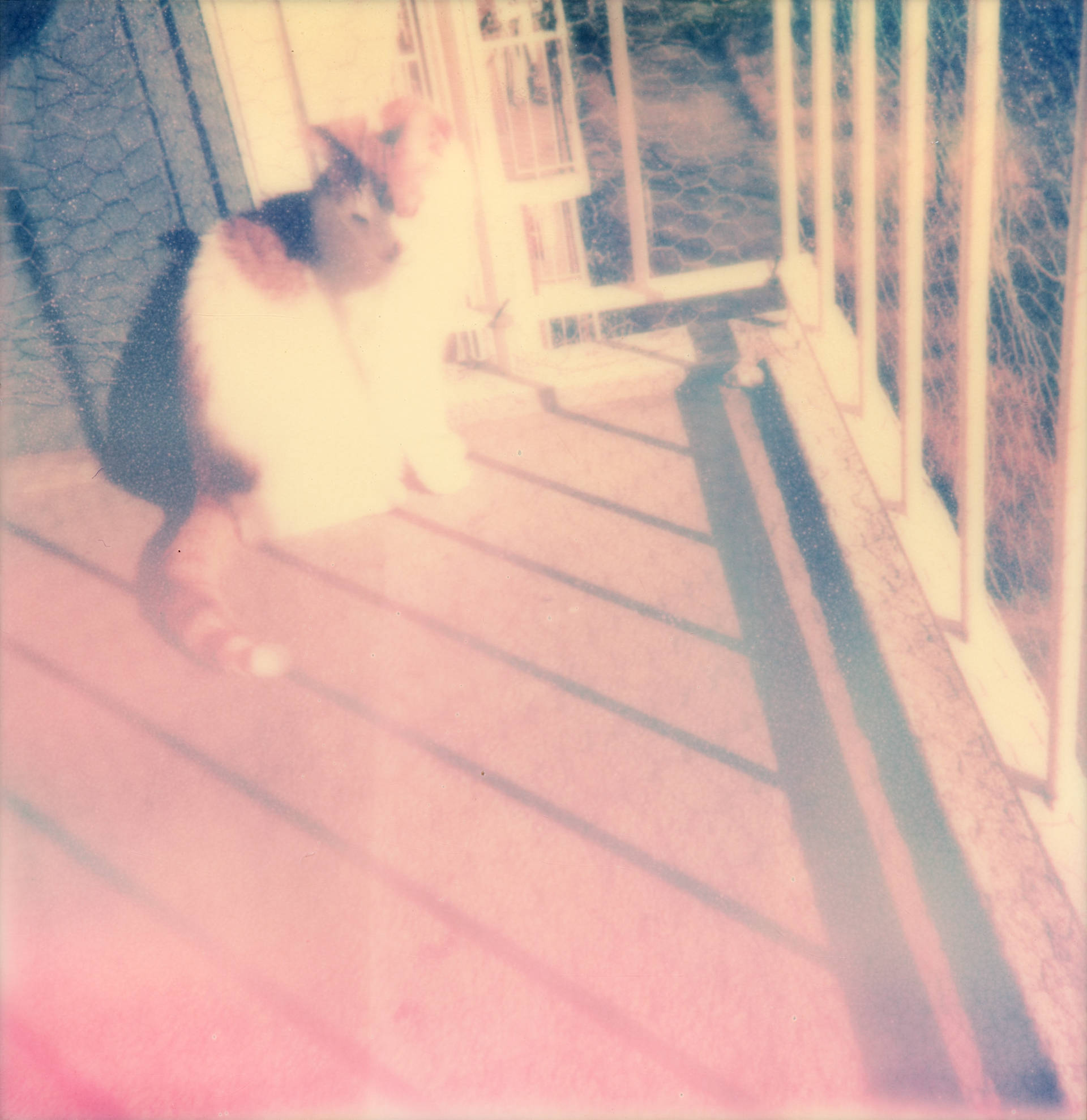 Polaroid 1