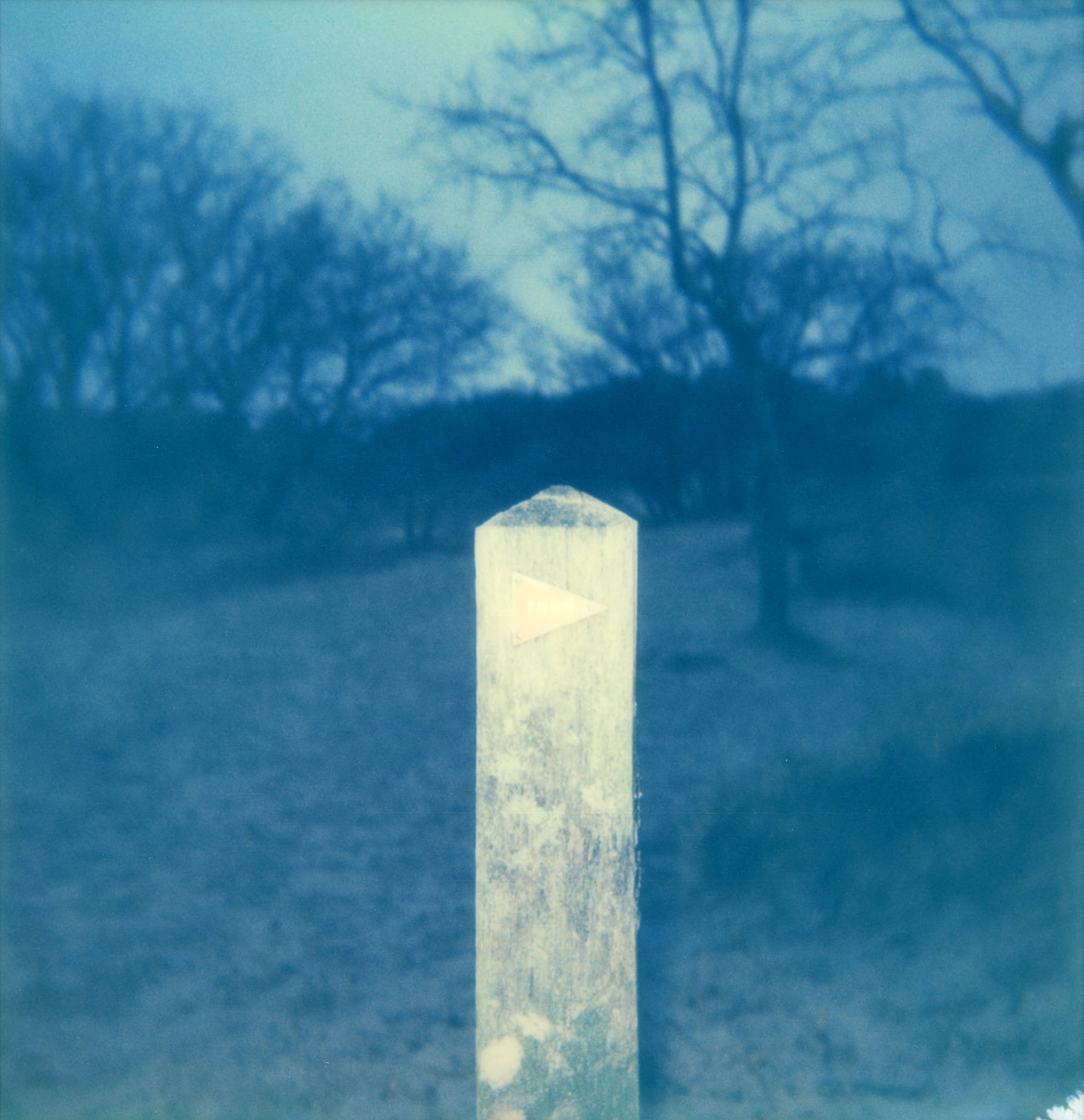 Polaroid 13